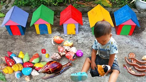 Petualangan Seru Di Kebun Menemukan Luwing Kaki Seribu Keong Bekicot