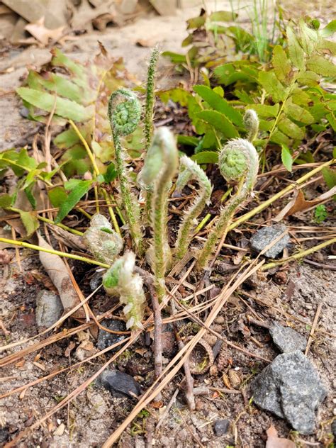 Growing In The Middle Of My Fern Ask Extension