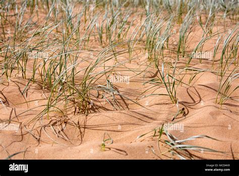 Sand Dune Regeneration And Growth At Avalon Beach In Sydneyaustralia