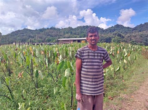 Farmer wants water crisis to be solved - The Fiji Times