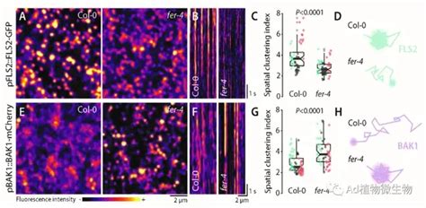 Elife 苏黎世大学cyril Zipfel团队揭示植物免疫受体激酶质膜纳米级组织的调控机制！ 知乎