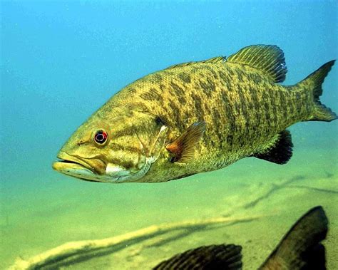 fly fishing  bass behavior seasons flies gear anchor fly