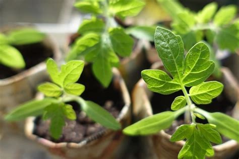 Quand Planter Et Quelles Vari T S Pour Mon Potager