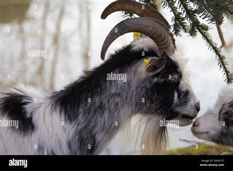 Kissing Goat Hi Res Stock Photography And Images Alamy