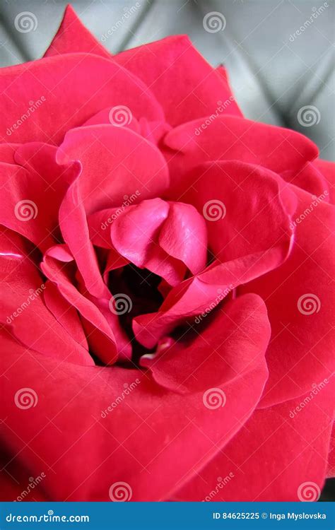 A Flower And Woman Vagina Stock Image Image Of Close