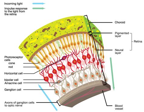 neuroscience - How do cone cells underneath capillaries receive light ...