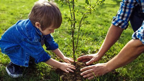 Ученые: высадка новых деревьев может оказаться бесполезной и даже ...
