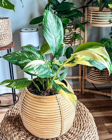 Costa Farms | The plant that nearly broke our site post-launch 🤩 Our