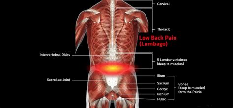 Back Pain and Tendons - Fitness-Health-Food