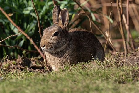 Wildlife Scene Of A European Rabbit Oryctolagus Cuniculus Photograph