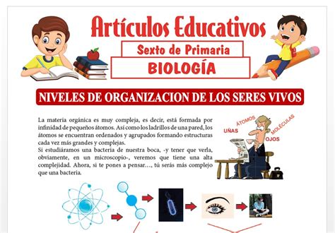 Niveles De Organización De Los Seres Vivos Para Sexto De Primaria