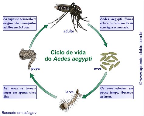 Ciclo De Vida De Esquistossomose 9