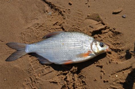 Забан Рыба Фото – Telegraph