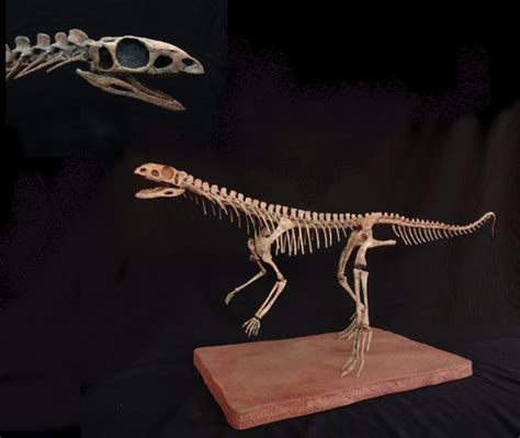 Asilisaurus Archosaur Skeleton Gaston Design Inc