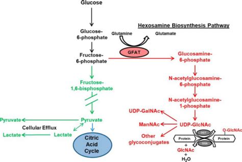 First Characterization Of Glucose Flux Through The Hexosamine