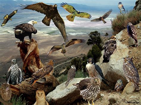 Birds of Prey Collage Photograph by David Salter | Pixels