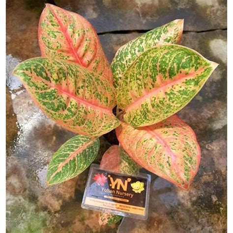 Jual Harlequin Aglaonema Aglonema Tanaman Impor Tanaman Hias