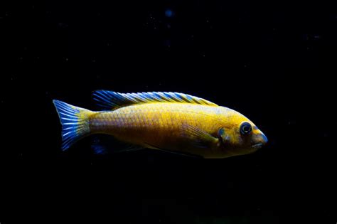 Labeotropheus Trewavasae Chilumba
