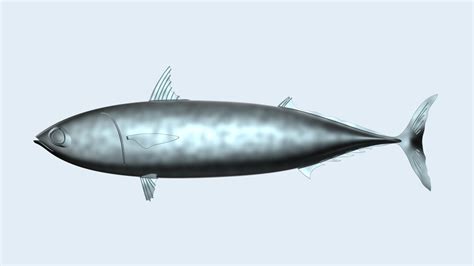 鲭鱼金枪鱼模型3D图纸 Solidworks设计 附STEP KerYi