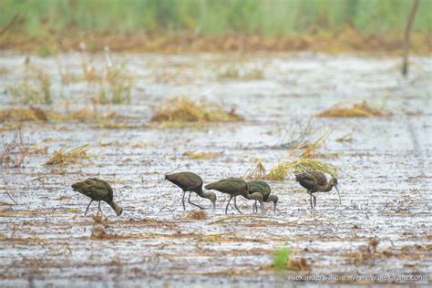 Foraging White Faced Ibis Alexander S Kunz Photography