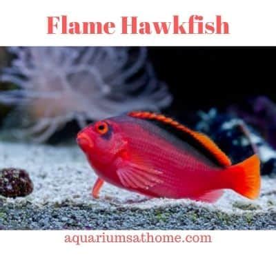 Flame Hawkfish Care and Tank Setup (Behavior, Tank Mates, Breeding)