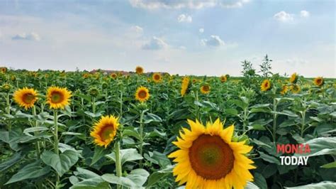 Labirinto Girasoli Dove Brianza Prezzo Orari