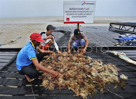 BUDIDAYA RUMPUT LAUT BALIKPAPAN ANTARA Foto