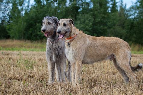 The Top 4 Irish Wolfhound Breeders In The U.S.