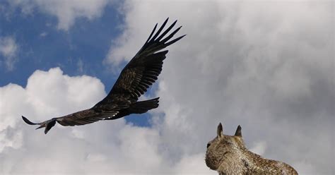 The Birth Of Modern Man Endangered California Condors In Sequoia