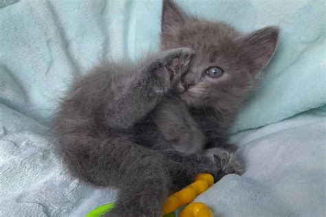 Чудове малесеньке кошенятко Санек (1,5 міс.). Кот/Котенок: Безкоштовно ...