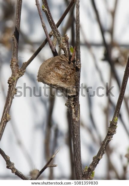 Side View Praying Mantis Nest On Stock Photo 1081359830 | Shutterstock