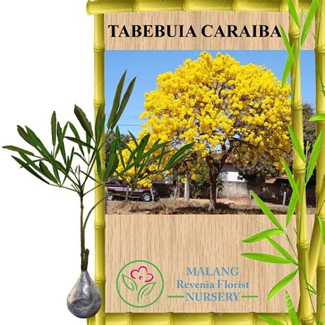 jual tanaman tabebuia caraiba tinggi   cm shopee indonesia