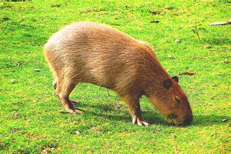 ¿dónde Vive El Capibara 【actualizado 2018】