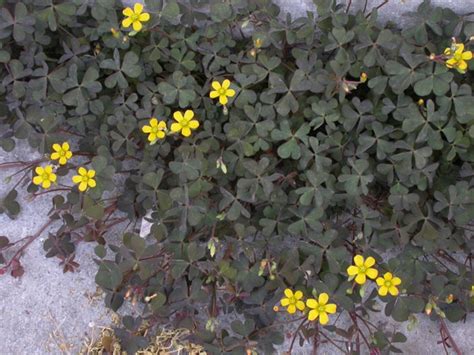 Оксалис (кислица) – посадка и уход в открытом грунте, фото сортов