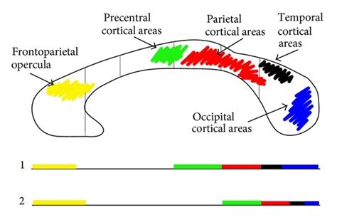 Schematic Diagram Showing The Similar Distribution Of The Callosal