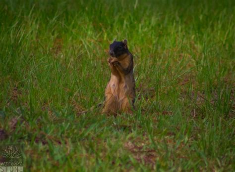 Sherman’s fox squirrel (Sciurus niger shermani) SPECIES OF SPECIAL ...