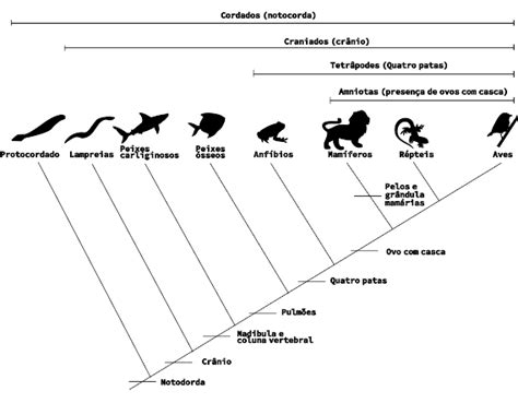 Cladograma Cordados - Cordados | Realize - Tutoria Educacional