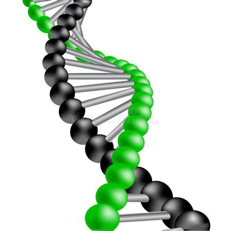 Vector Dna Stock Vector Illustration Of Green Life