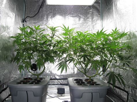 Cannabis Indoor Anbau Systeme Einsteiger Anleitung Irierebel