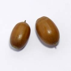 Дуб каштанолистный