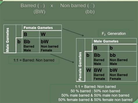Sex Linked Sex Influenced Sex Limited Traits In Poultry Ppt