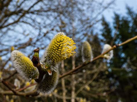 The First Signs Of Spring Expressions Blooming Willow Catkins Macro Shot Of Blossoming Pussy