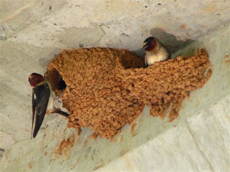 identification diet  management  swallows  swifts common