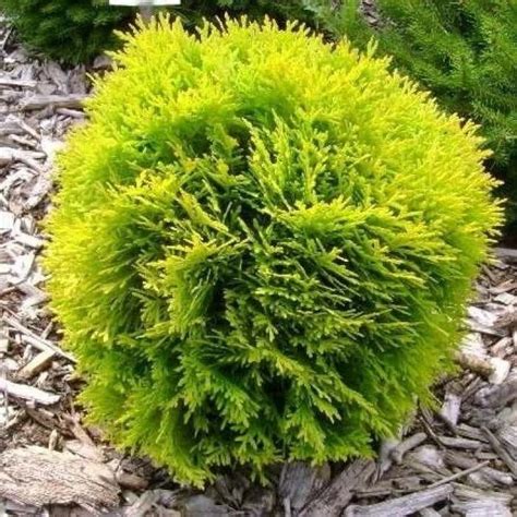 Туя западная Danica Aurea купить по цене 190 грн в Киеве и Украине ...