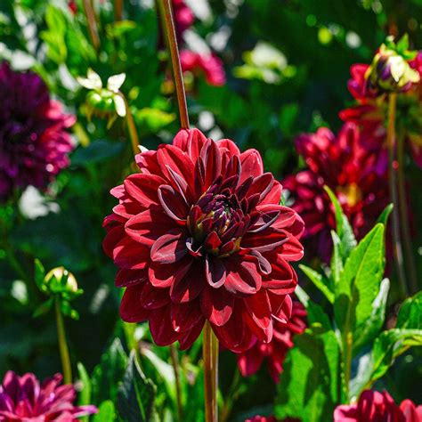 Dahlia Decorative Arabian Night Vermont Wildflower Farm