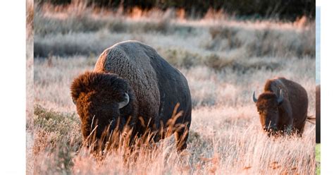 Tallgrass Prairie Preserve (Pawhuska, OK) | Explore Bartlesville, OK ...