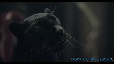 Panther GIF - Find & Share on GIPHY