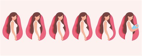 Premium Vector | Pregnancy stages illustration concept