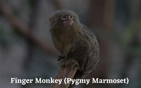 Finger Monkey (Pygmy Marmoset)