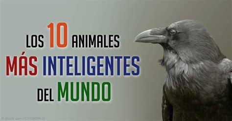 Los 10 Animales Más Inteligentes